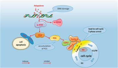 Adapalene Inhibits Prostate Cancer Cell Proliferation In Vitro and In Vivo by Inducing DNA Damage, S-phase Cell Cycle Arrest, and Apoptosis